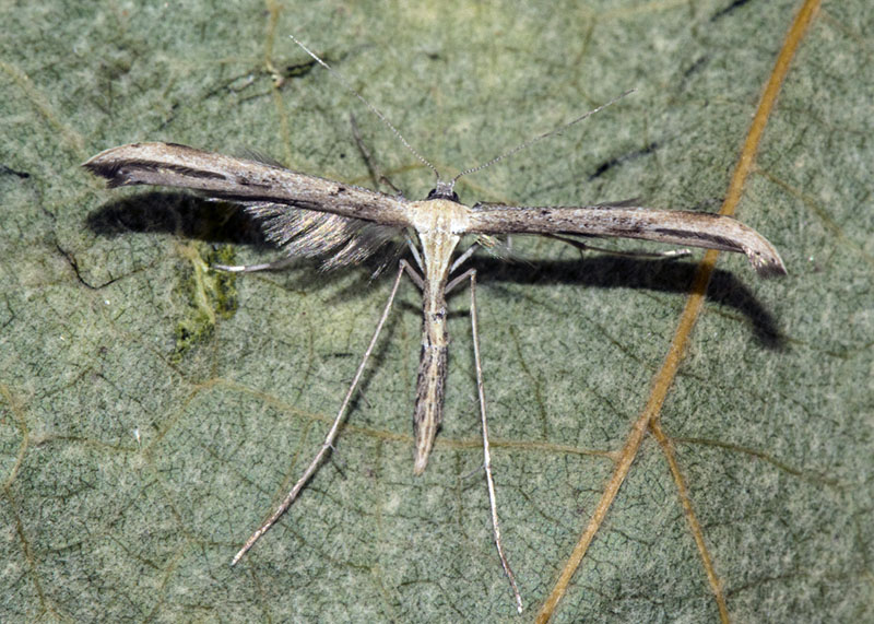 Pterophoridae: Emmelina monodactyla